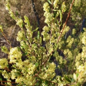 Pomaderris angustifolia at Yass River, NSW - 30 Sep 2023