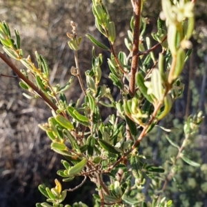 Pomaderris angustifolia at Yass River, NSW - 30 Sep 2023 03:49 PM