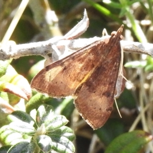 Uresiphita ornithopteralis at Rendezvous Creek, ACT - 30 Sep 2023 11:22 AM