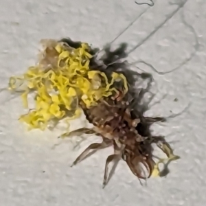 Chrysopidae (family) at Kambah, ACT - suppressed