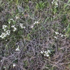 Asperula conferta (Common Woodruff) at Tuggeranong, ACT - 30 Sep 2023 by HelenCross