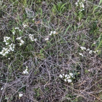 Asperula conferta (Common Woodruff) at Tuggeranong, ACT - 30 Sep 2023 by HelenCross