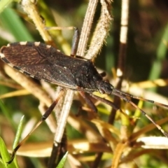 Gelonus tasmanicus (Leaf-footed bug) at Rendezvous Creek, ACT - 30 Sep 2023 by JohnBundock