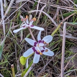 Wurmbea dioica subsp. dioica at Tuggeranong, ACT - 30 Sep 2023