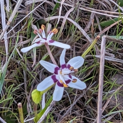 Wurmbea dioica subsp. dioica (Early Nancy) at Tuggeranong, ACT - 30 Sep 2023 by HelenCross