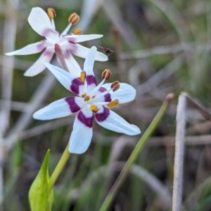 Wurmbea dioica subsp. dioica at Tuggeranong, ACT - 30 Sep 2023 05:47 PM