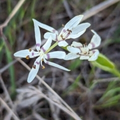 Wurmbea dioica subsp. dioica at Tuggeranong, ACT - 30 Sep 2023 05:47 PM