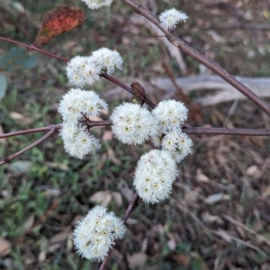 Eucalyptus dives at McQuoids Hill - 30 Sep 2023 05:50 PM