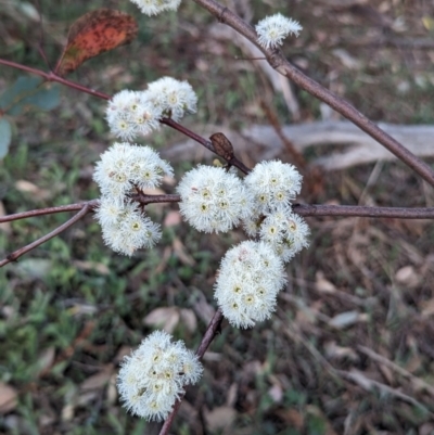 Eucalyptus dives (Broad-leaved Peppermint) at McQuoids Hill - 30 Sep 2023 by HelenCross