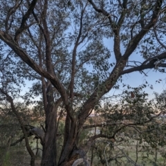 Eucalyptus dives at McQuoids Hill - 30 Sep 2023 05:50 PM