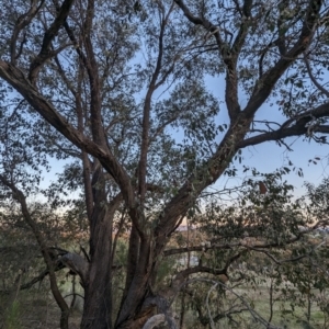 Eucalyptus dives at McQuoids Hill - 30 Sep 2023