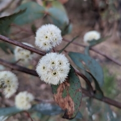 Eucalyptus dives at McQuoids Hill - 30 Sep 2023