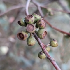 Eucalyptus dives at Tuggeranong, ACT - 30 Sep 2023