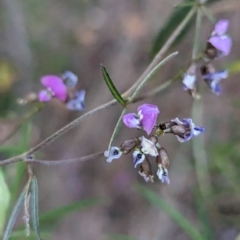 Glycine clandestina (Twining Glycine) at Tuggeranong, ACT - 30 Sep 2023 by HelenCross