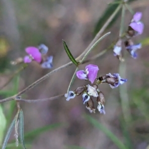 Glycine clandestina at Tuggeranong, ACT - 30 Sep 2023 05:53 PM