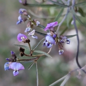 Glycine clandestina at Tuggeranong, ACT - 30 Sep 2023 05:53 PM