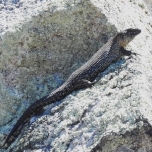 Egernia cunninghami at Rendezvous Creek, ACT - 30 Sep 2023