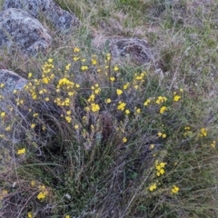 Hibbertia calycina (Lesser Guinea-flower) at McQuoids Hill - 30 Sep 2023 by HelenCross