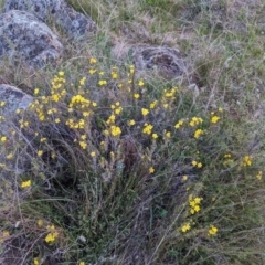 Hibbertia calycina (Lesser Guinea-flower) at Mcquoids Hill - 30 Sep 2023 by HelenCross