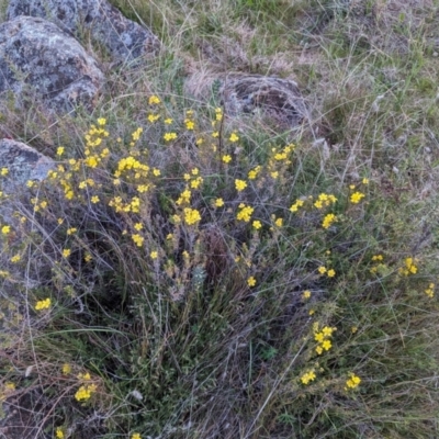 Hibbertia calycina (Lesser Guinea-flower) at McQuoids Hill - 30 Sep 2023 by HelenCross