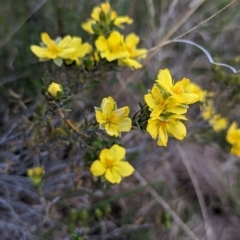 Hibbertia calycina at Tuggeranong, ACT - 30 Sep 2023