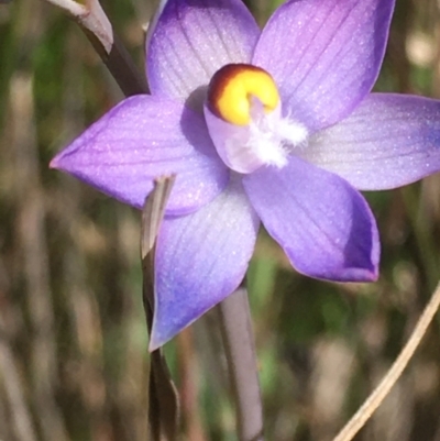 Thelymitra sp. (pauciflora complex) (Sun Orchid) at Burra Creek, NSW - 30 Sep 2023 by SuePolsen