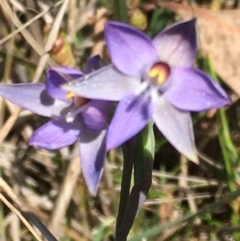 Thelymitra sp. (pauciflora complex) at Burra Creek, NSW - 30 Sep 2023