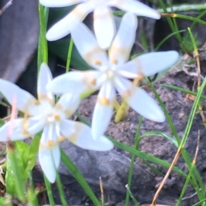 Wurmbea dioica subsp. dioica at Burra Creek, NSW - 30 Sep 2023