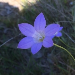 Wahlenbergia sp. (Bluebell) at Burra Creek, NSW - 30 Sep 2023 by SuePolsen