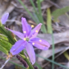 Caesia calliantha (Blue Grass-lily) at Burra Creek, NSW - 30 Sep 2023 by SuePolsen