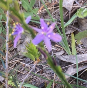 Caesia calliantha at Burra Creek, NSW - 30 Sep 2023 03:23 PM