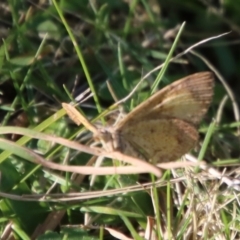 Chrysolarentia mecynata (Mecynata Carpet Moth) at QPRC LGA - 30 Sep 2023 by LisaH
