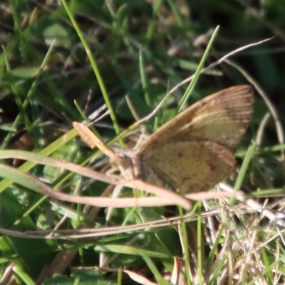Chrysolarentia mecynata (Mecynata Carpet Moth) at Mongarlowe River - 30 Sep 2023 by LisaH