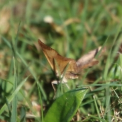 Chrysolarentia mecynata at Mongarlowe, NSW - 30 Sep 2023