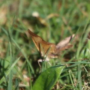 Chrysolarentia mecynata at Mongarlowe, NSW - 30 Sep 2023