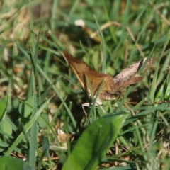 Chrysolarentia mecynata at Mongarlowe, NSW - 30 Sep 2023