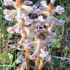 Orobanche minor at Burra Creek, NSW - 30 Sep 2023 03:08 PM