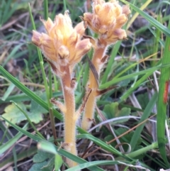 Orobanche minor at Burra Creek, NSW - 30 Sep 2023 03:08 PM