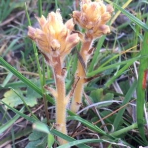 Orobanche minor at Burra Creek, NSW - 30 Sep 2023 03:08 PM