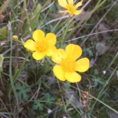 Ranunculus lappaceus (Australian Buttercup) at Burra Creek, NSW - 30 Sep 2023 by SuePolsen