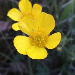 Ranunculus lappaceus at Burra Creek, NSW - 30 Sep 2023 03:04 PM