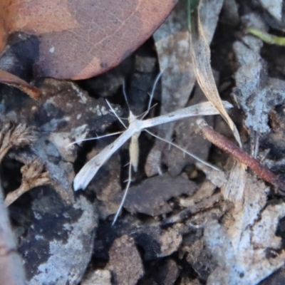 Platyptilia celidotus (Plume Moth) at QPRC LGA - 30 Sep 2023 by LisaH