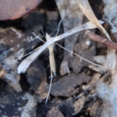 Platyptilia celidotus at Mongarlowe, NSW - 30 Sep 2023