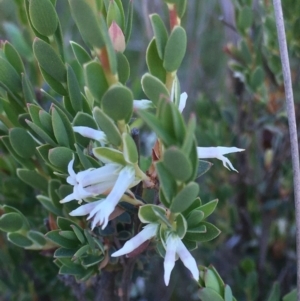 Brachyloma daphnoides at Burra Creek, NSW - 30 Sep 2023