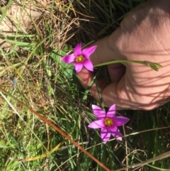 Romulea rosea var. australis (Onion Grass) at Burra Creek, NSW - 30 Sep 2023 by SuePolsen