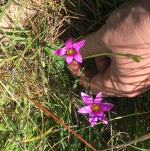 Romulea rosea var. australis at Burra Creek, NSW - 30 Sep 2023