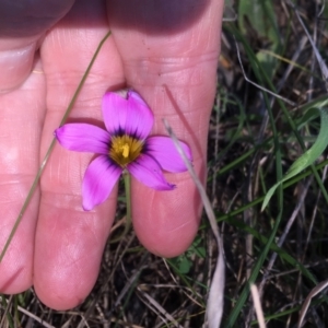 Romulea rosea var. australis at Burra Creek, NSW - 30 Sep 2023