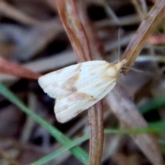 Merophyas divulsana (Lucerne Leafroller) at Mongarlowe, NSW - 29 Sep 2023 by LisaH