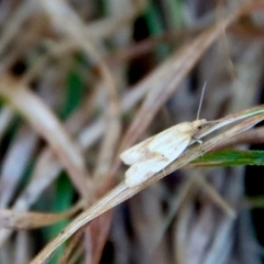 Merophyas divulsana at Mongarlowe, NSW - suppressed