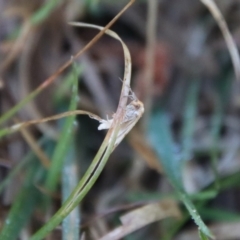 Merophyas divulsana at Mongarlowe, NSW - suppressed